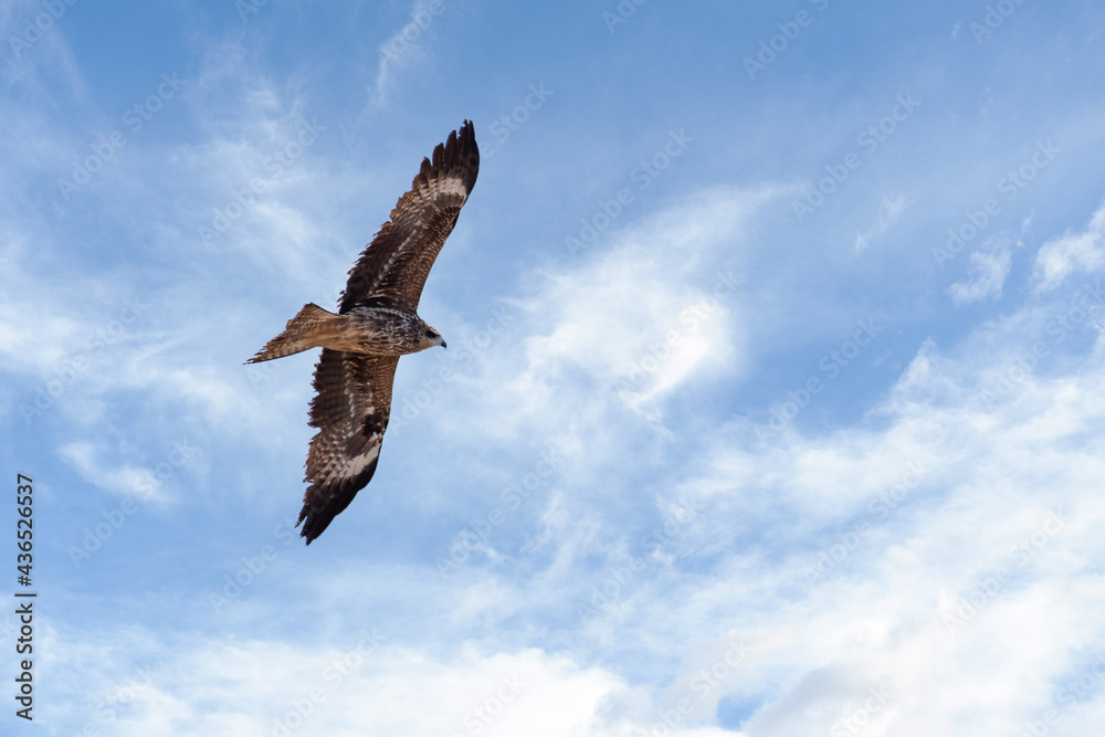 Fototapeta premium Black kite - Milvus migrans