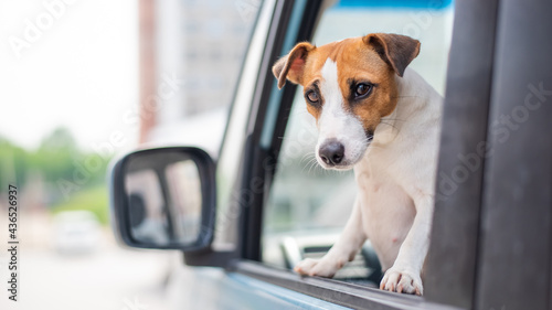 Jack russell terrier dog looks out of the car window. Traveling with a pet © Михаил Решетников
