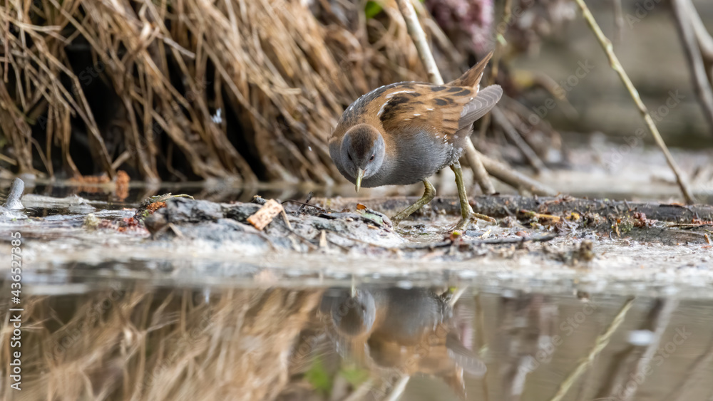 bird, natur, wild lebende tiere, tier, spatz, wild, gering, schnabel, braun, gras bird, natur, wild lebende tiere, tier, spatz, wild, gering, schnabel, braun, gras