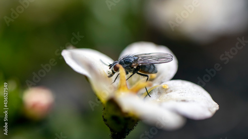 A fly resting on a white saxifrage flower