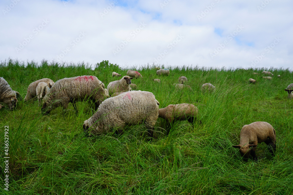 eine Herde Schafe die auf einer Wiese grasen eine Herde Schafe die auf einer Wiese grasen