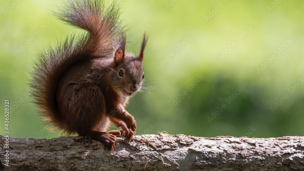 eichhörnchen, tier, säugetier, natur, wild lebende tiere, nager, eichhörnchen, tier, säugetier, natur, wild lebende tiere, nager,