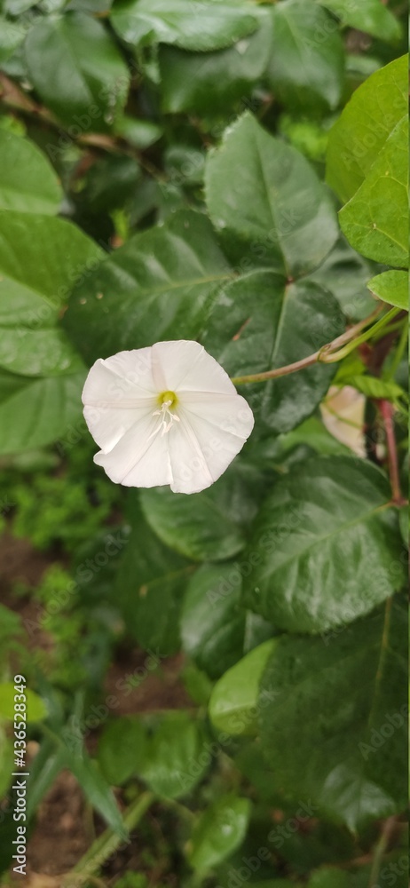 ivy flower in the garden ivy flower in the garden