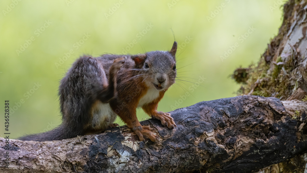 eichhörnchen, tier, säugetier, natur, wild lebende tiere, nager, eichhörnchen, tier, säugetier, natur, wild lebende tiere, nager,