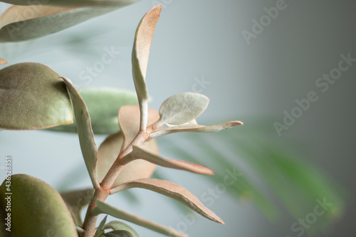 Kalanchoe orgyalis 'copper spoons'. Beautiful cinnamon colored indoor plant Kalanchoe orgyalis 'copper spoons'. Beautiful cinnamon colored indoor plant on grey background..