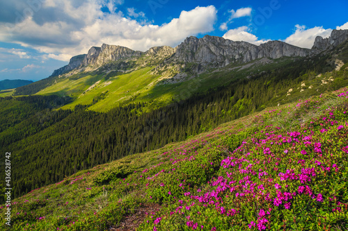 Summer mountain scenery with rhododendron flowers, Bucegi mountains, Carpathians, Romania