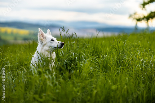 beautiful  happy  funny dog  white shepherd in the high green grass field  background mountain