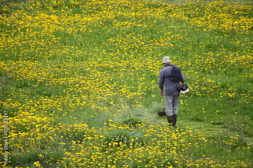 Russian farmer without protective equipment mows endless yellow green dandelion grass field with a gasoline trimmer on a summer Sunny day