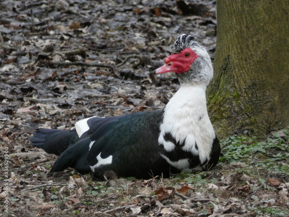 Perlhuhn im Park