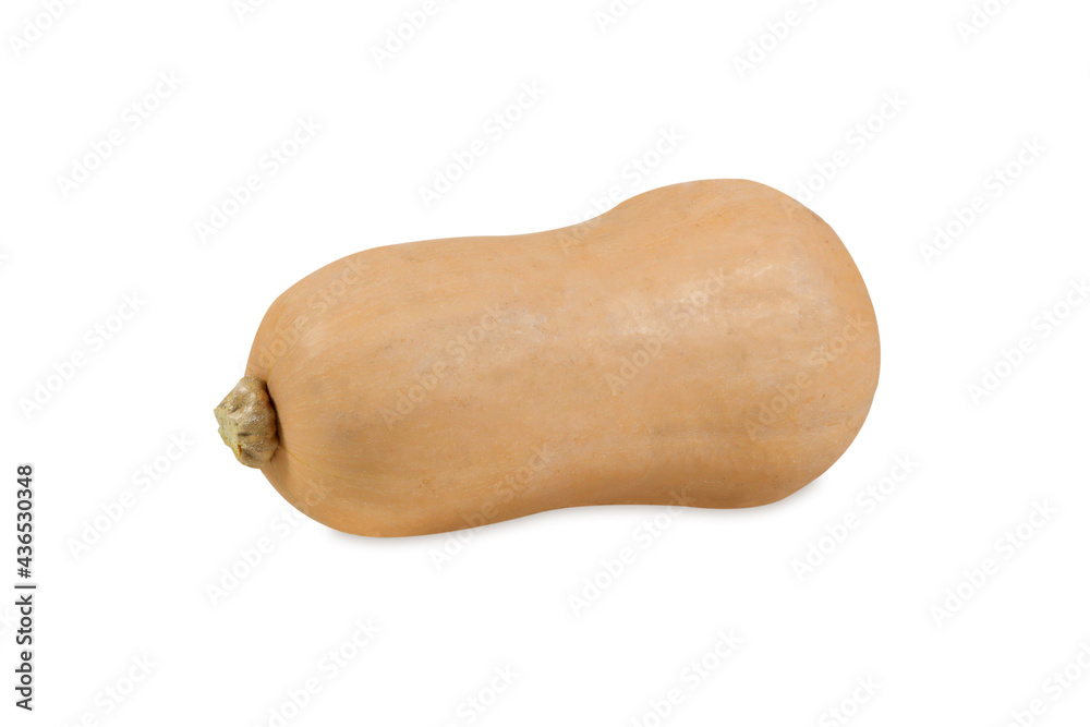 butternut squash isolated on white background butternut squash isolated on white background