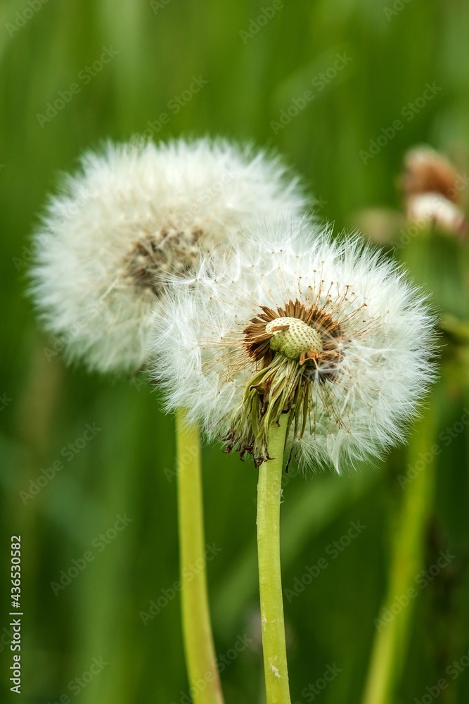 Withered Dandelions in the Meadow. Green spring meadow with dandelions in sunlight. Spring meadow. Latin name: Taraxacum officinale Withered Dandelions in the Meadow. Green spring meadow with dandelions in sunlight. Spring meadow. Latin name: Taraxacum officinale