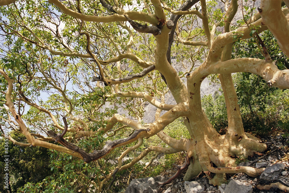 old arbutus tree