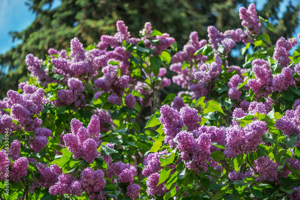  Lilac is a luxurious shrub, extremely hardy, which grows well outdoors both in the south and in the north of Europe and adorns gardens with large inflorescences in spring.