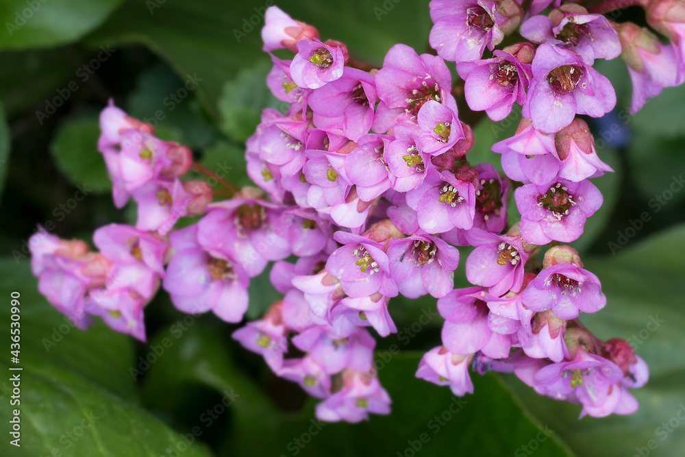 An evergreen flower with rosette of small flowers in varying shades of pink and large green leaves called elephant's ears or Bergenia. Selective focus An evergreen flower with rosette of small flowers in varying shades of pink and large green leaves called elephant's ears or Bergenia. Selective focus