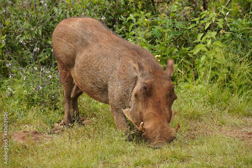 Wall Mural Savanna warthog kneels to graze in Kenya
