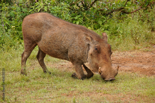 Savanna warthog kneels to graze in Kenya photo