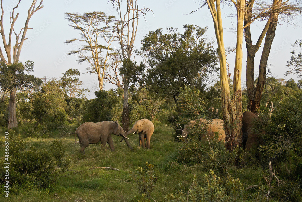 Naklejka premium Elephants greeting one another and browsing in the forest, Ol Pejeta Conservancy, Kenya