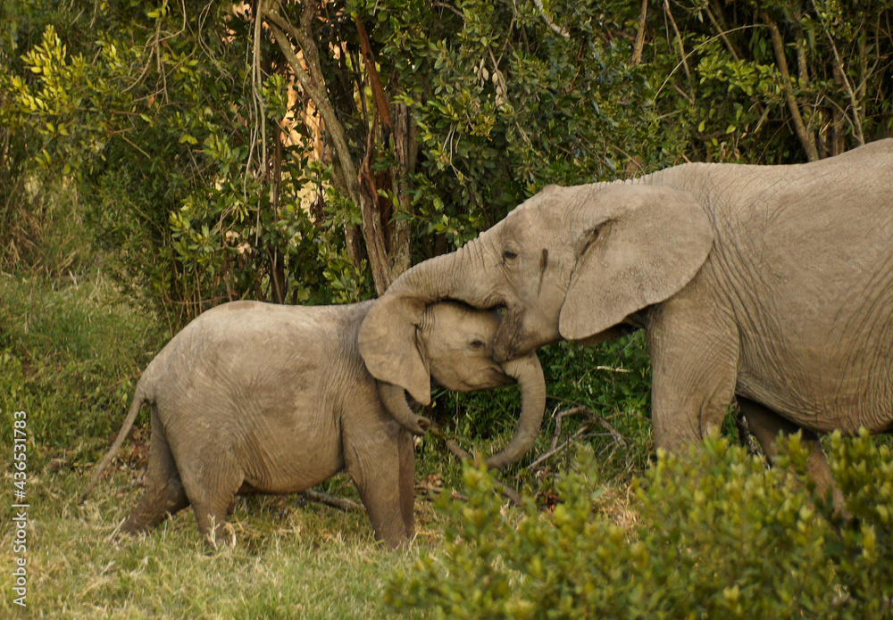 Young elephants playing, Ol Pejeta Conservancy, Kenya