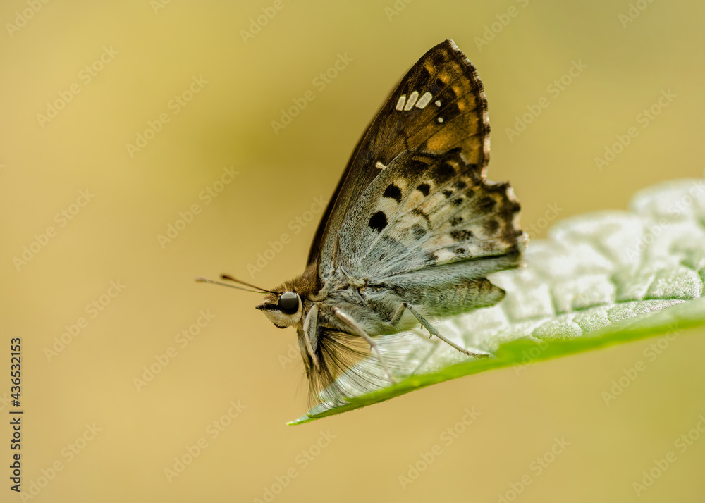 Butter fly sitting on a leafe with blurred backgroun. Macro Photography of a butterfly with details Butter fly sitting on a leafe with blurred backgroun. Macro Photography of a butterfly with details