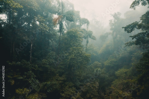 Misty Rainforest of Costa Rica