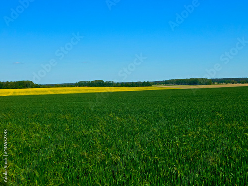 Farben der Felder und Wiesen im Fr  hling in der Uckermark