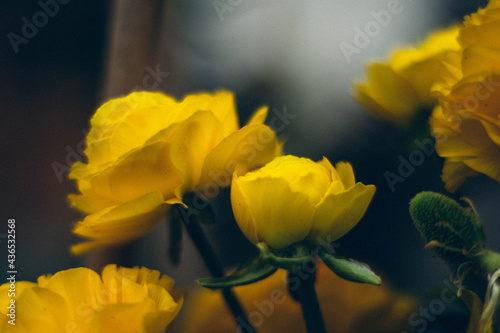 group of yellow roses with dark unfocused background