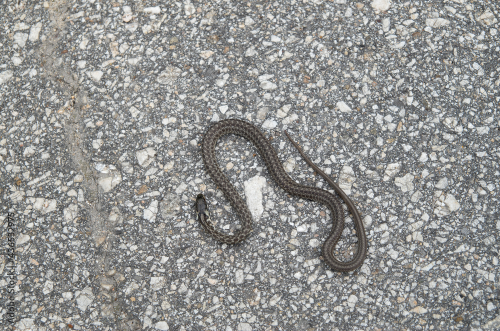Blotched snake on asphalt toasting Blotched snake on asphalt toasting