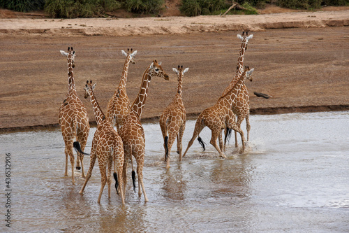 Reticulated giraffes crossing the Ewaso (Uaso) Nyiro River, Samburu Game Reserve, Kenya photo