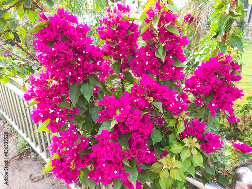 Bougainvillea flower in the garden.