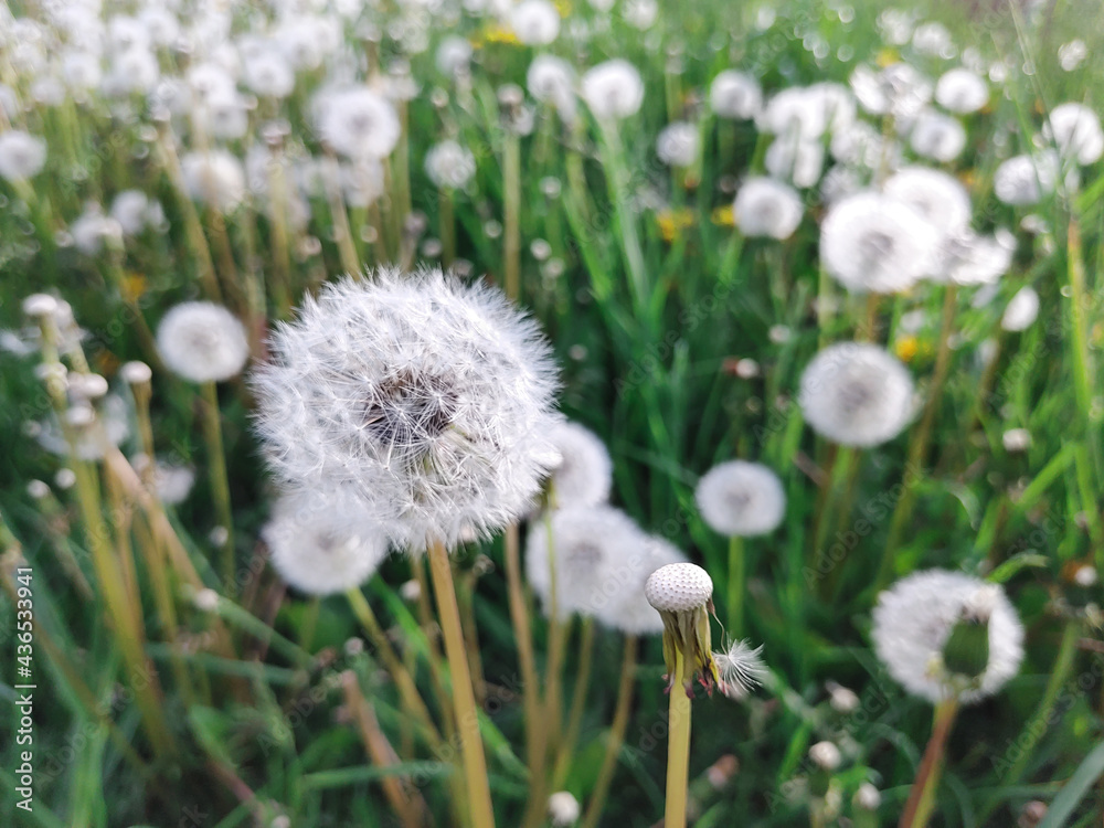 Dandelion clocks in the green meadow, close up with a selective focus Dandelion clocks in the green meadow, close up with a selective focus