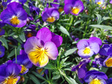 Closeup of violet-yellow pansies in the garden, spring floral background