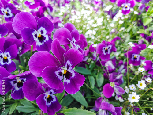 Floral background with violet pansies, close up