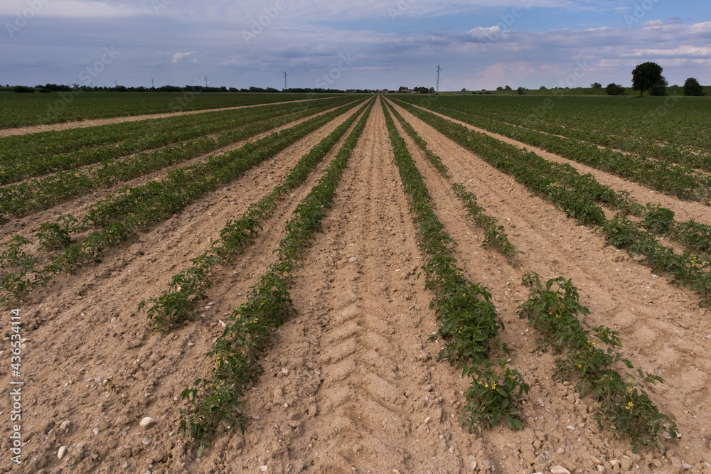 Tomato plantation in parallel rows for the food industry, Italy