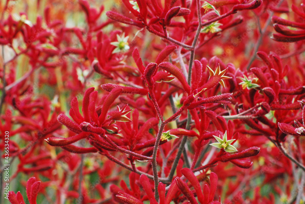 FLOWERS- Australia- Full Frame of a Group of Rare Red Kangaroo Paw Flowers FLOWERS- Australia- Full Frame of a Group of Rare Red Kangaroo Paw Flowers