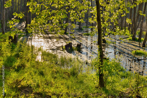 Obraz na płótnie Morning in the forest pool w salonie
