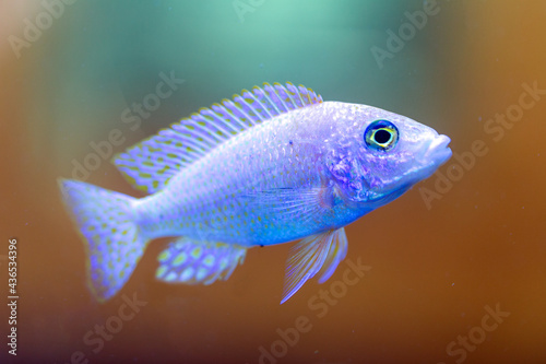 Malawi cichlids. Fish of the genus Cynotilapia © ArtEvent ET