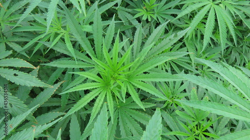 Marijuana leaves