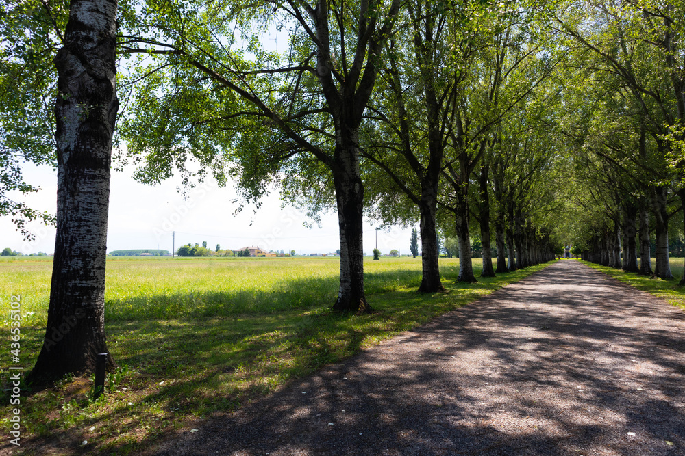 Rural road marked by trees in parallel rows in the middle of fields of crops, Italy Rural road marked by trees in parallel rows in the middle of fields of crops, Italy