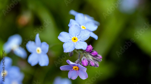 Forget-me-not flowers growing in the wild