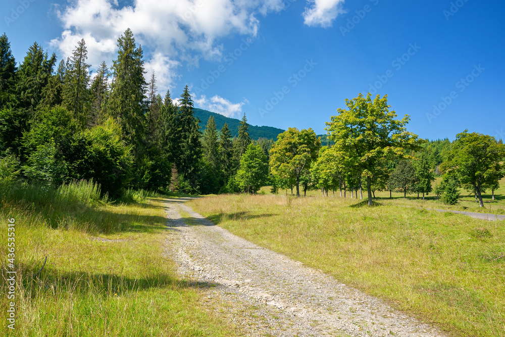 old country road through mountainous countryside. beautiful summer landscape. spruce trees along the way. bright sunny weather. travel backcountry concept old country road through mountainous countryside. beautiful summer landscape. spruce trees along the way. bright sunny weather. travel backcountry concept