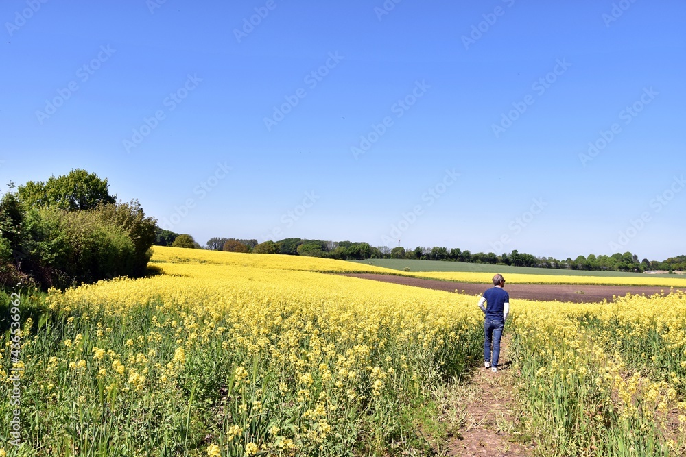 Damendorf Hüttener Berge zur Rapsblüte Damendorf Hüttener Berge zur Rapsblüte