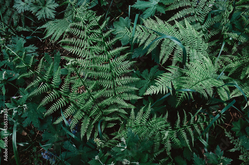 Beautiful green fern leaves in the forest. Natural background.