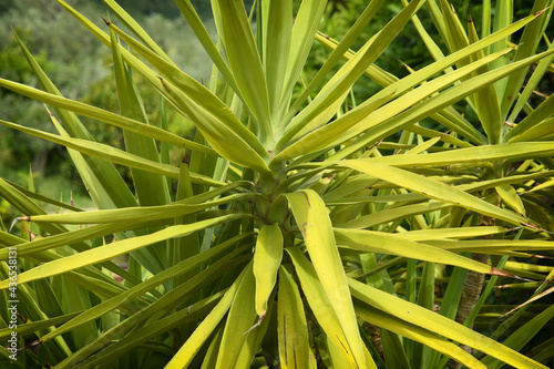 detail of a palm plant in a garden