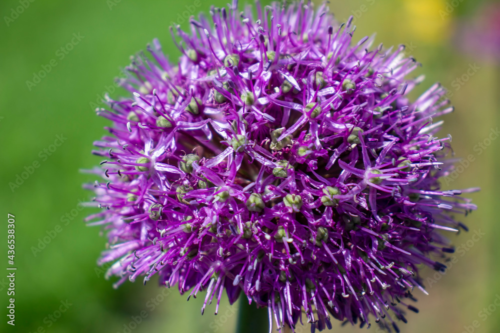 Purple flower Allium with bees. Blurred background. Purple flower Allium with bees. Blurred background.