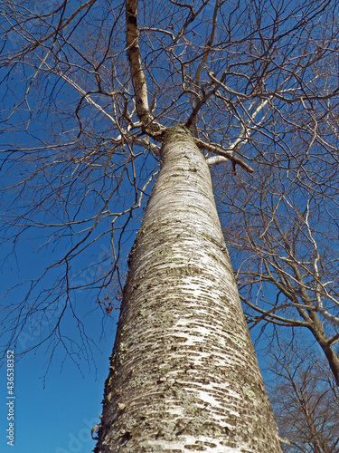 White Birch tree reaching for the sky.