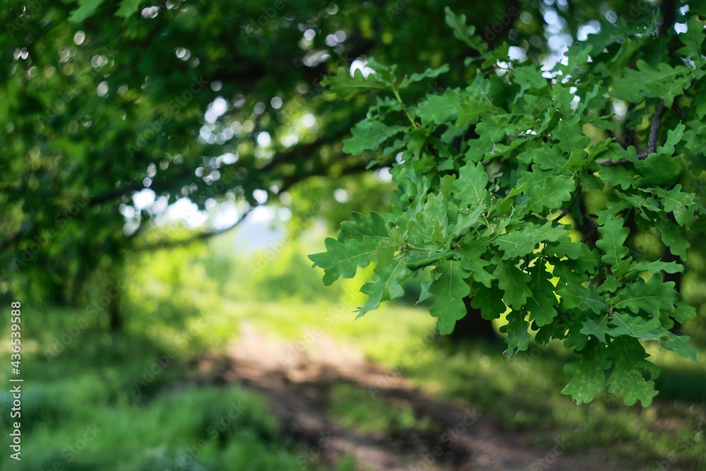 oak leaves