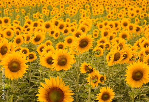 Fototapeta Naklejka Na Ścianę i Meble -  Group Panoramic View of Colorful Sunflower Plants with green stems and leaves and the head with its wide open yellow petals.