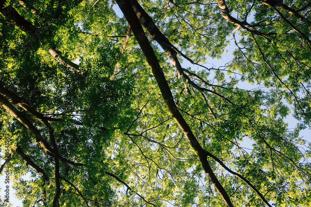 Trees In Sky In Summer