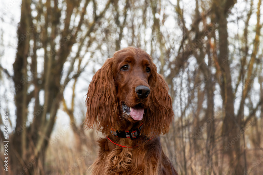 Beautiful portrait Hunting young dog Irish setter in spring in forest