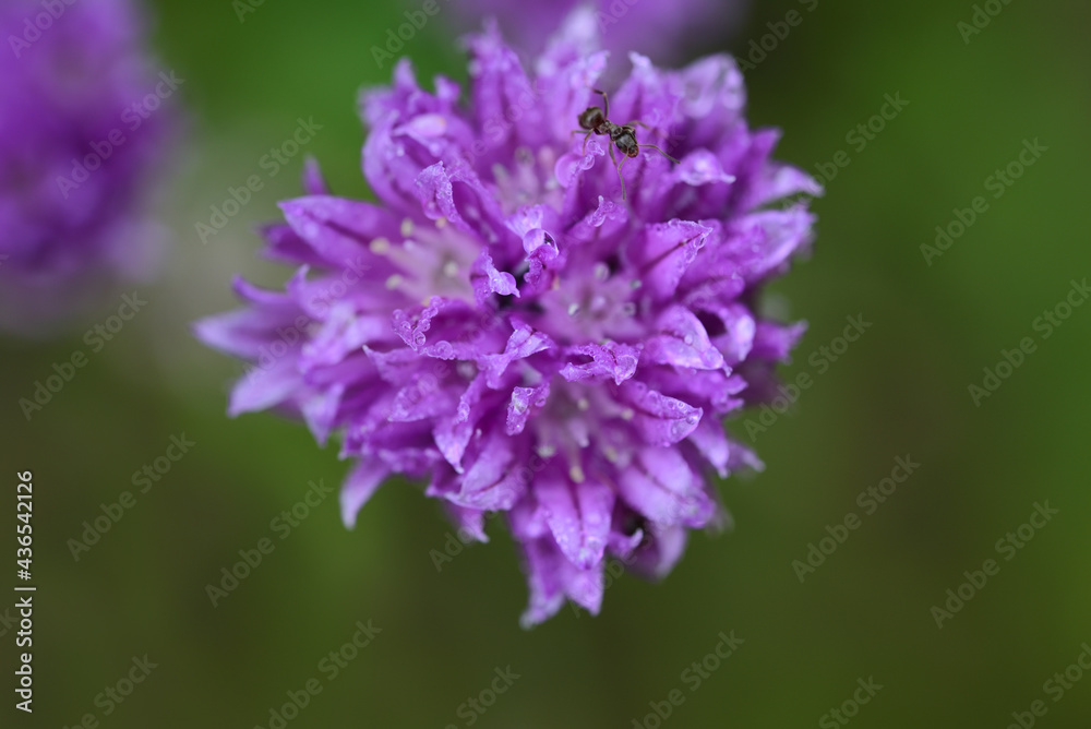 Close-up of a purple flower of chives from above, with a small ant on it, lots of water droplets, against a green background Close-up of a purple flower of chives from above, with a small ant on it, lots of water droplets, against a green background
